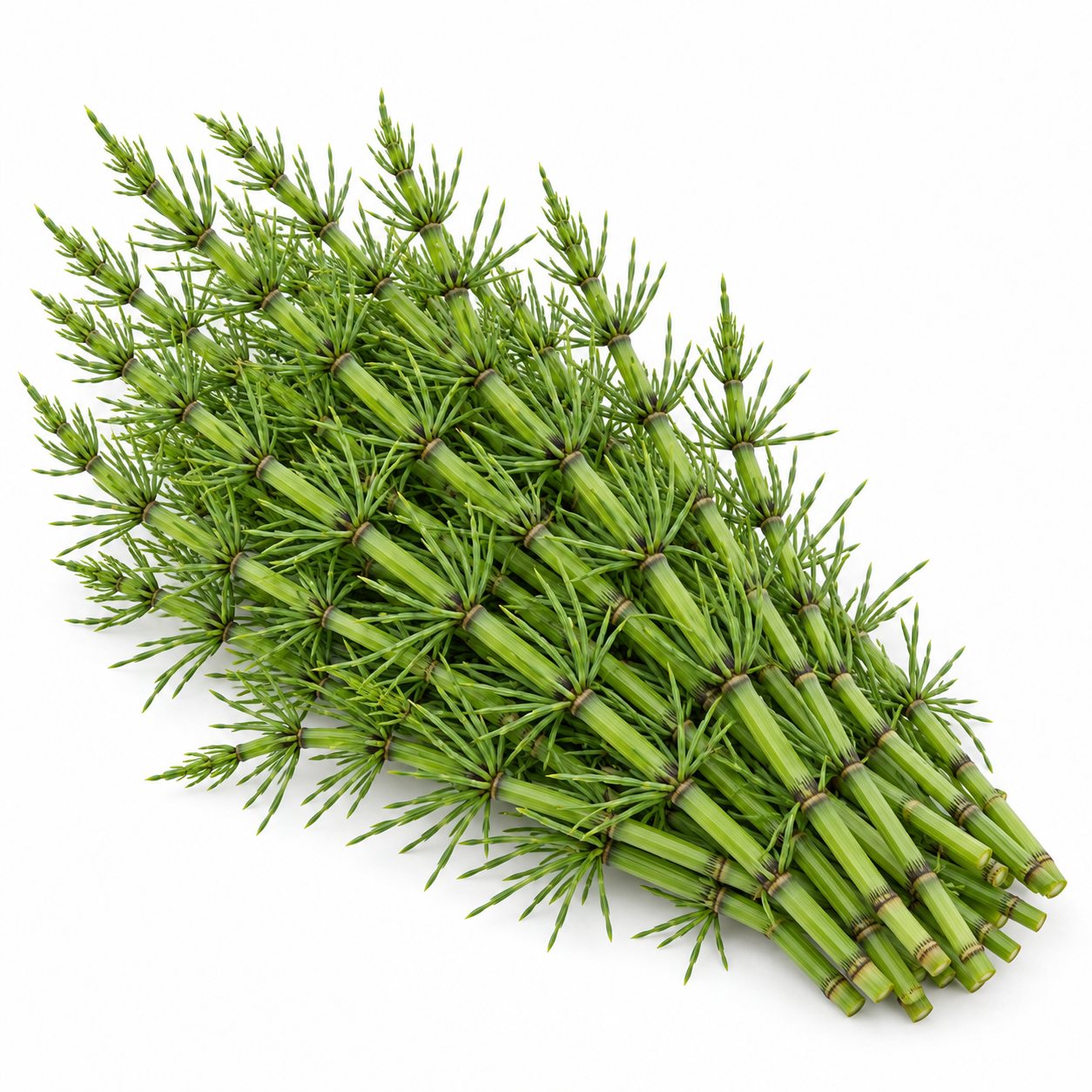 Horsetail