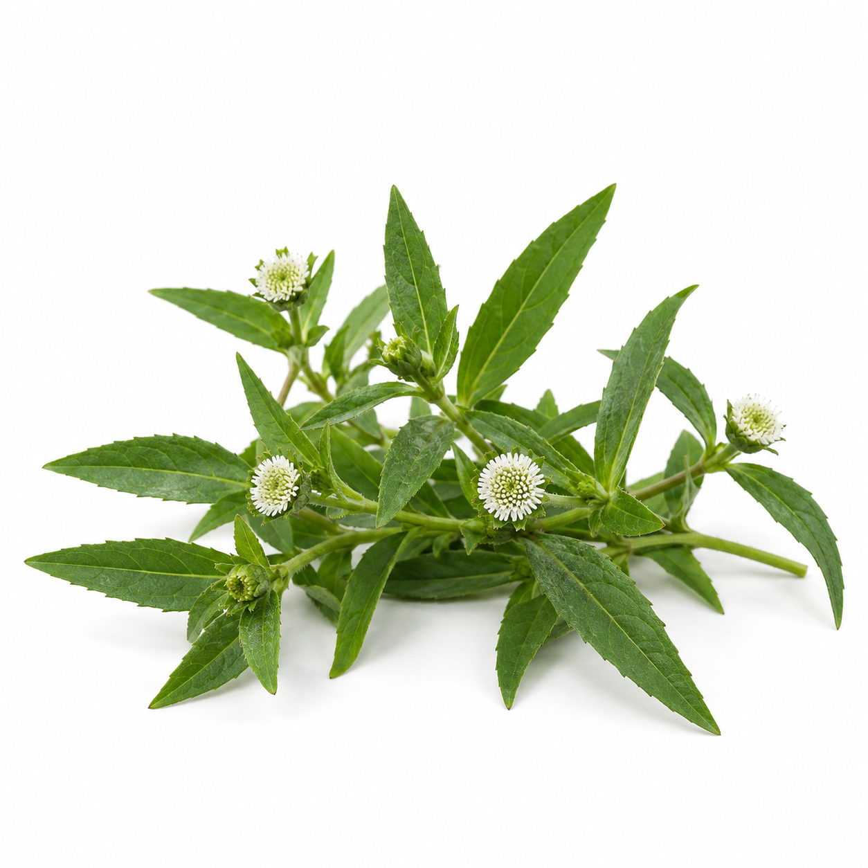 Bhringraj, an Ayurvedic herb in Growth Revive herbal hair growth oil