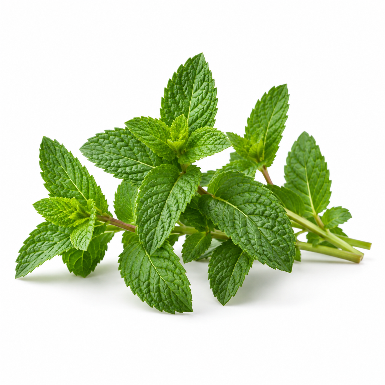 Peppermint, an ingredient in Growth Revive herbal hair growth oil