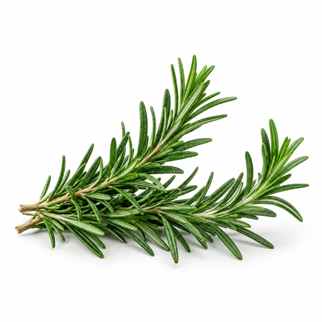 Rosemary, an ingredient in Growth Revive herbal hair growth oil